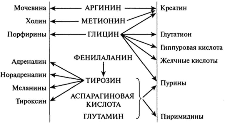 схема функционирования аминокислот