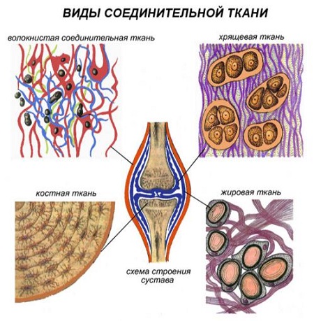 виды соединительной ткани