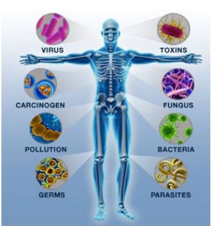 immune protiv mikrobov