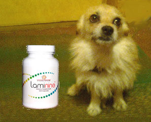 Laminine и домашние животные