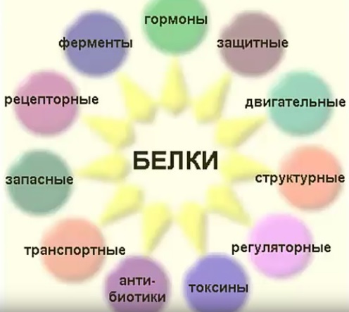виды протеинов (белков)