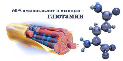 глутамин-для-мышц