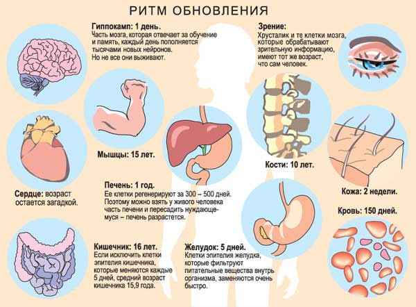 инструкция по применению laminine