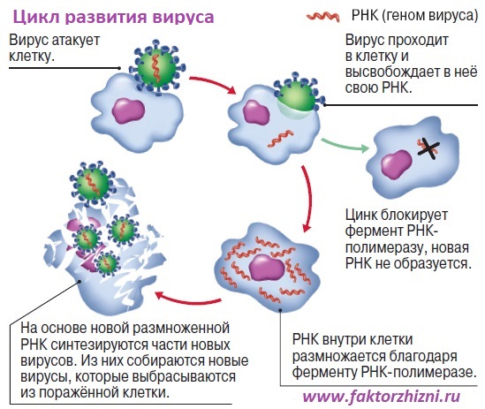 цинк против вирусов