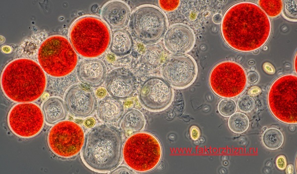 Haematococcus pluvialis