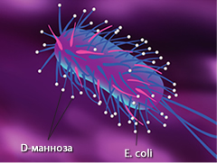 D-Mannose-E.Coli-Cystostop