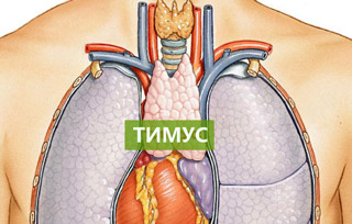 тимус-вилочковая-железа-точка-счастья