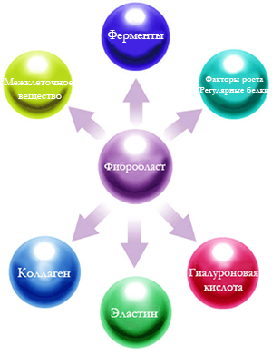 Фибробласты Факторы Роста 