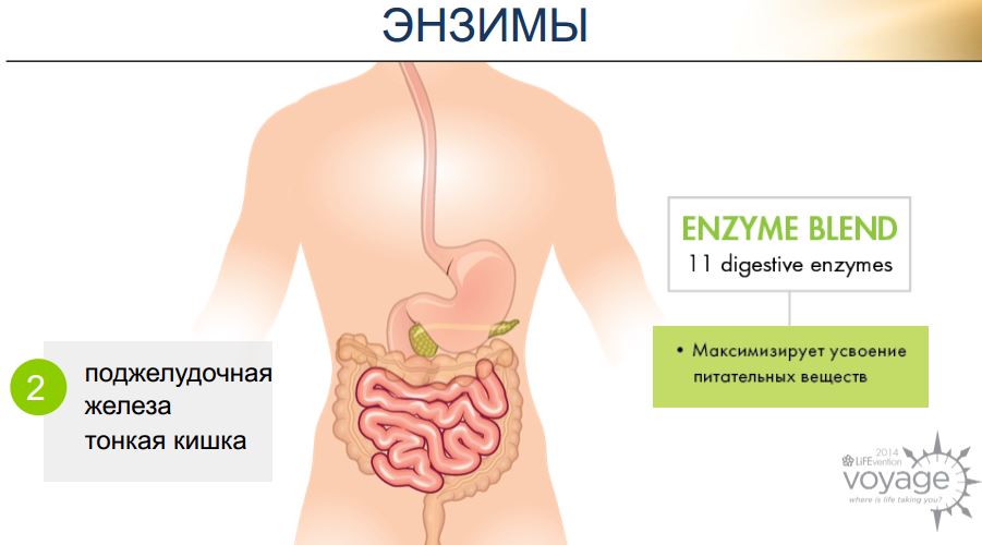 энзимы дайджестив
