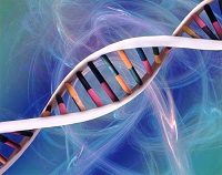 laminin и аминокислоты