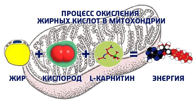 как-л-карнитин-превращает-жир-в-энергию