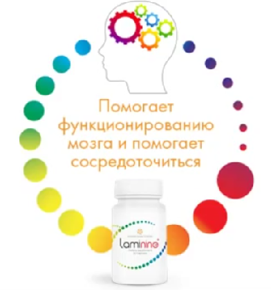 ламинин улучшает работу мозга и память