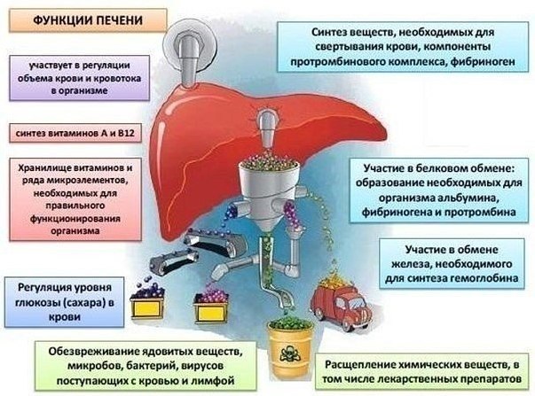 функции-печени