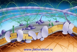 Гликация и старение